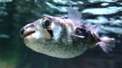 Zanimljive činjenice o ribi fugu
