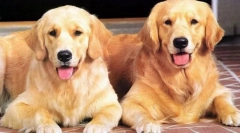 Zanimljive činjenice o psima