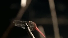 Zanimljive činjenice o dragonfly