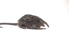 Zanimljive činjenice o vještici