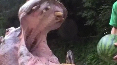 Zanimljive činjenice o zubima životinja