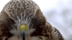 Zanimljive činjenice o sokolu