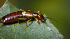 Zanimljive činjenice o stanovnicima