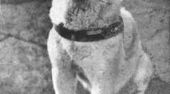 Povijest hachiko - najpovijeni se u svijetu psa (7 fotografija)