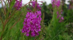 Ivan čaj (ciprijan)