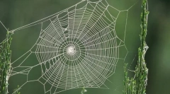 Što pauk skriva svoju web?
