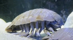 Izopod