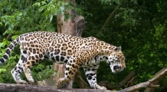 Jaguar (fotografija za životinje): sretna i lijepa velika mačka