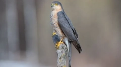 Hawk-prodavač