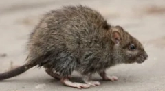 Učinkovito hladnoća i otrovi od štakora