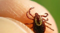 Učinkovita sredstva iz ixodic krpelji