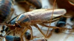 Elektrika za žohare