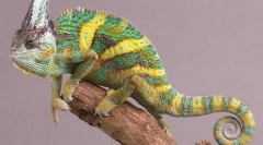 Yemeni kameleon
