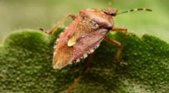 Ovo nije buba, ali bug koji smrdi