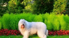 South russian shepherd (fotografija): nisam ljubazan i pahuljast, ali težak i hrabar