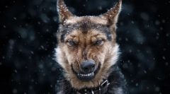 Što snovi o psu: tajne i snovi