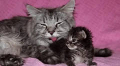 Koliko često mačić ide na toalet: norme i odstupanja