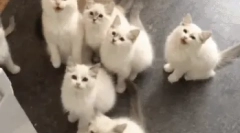 Koliko često mačka rađa