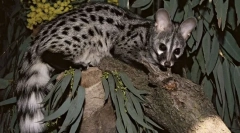 Kako su cisterci uključeni u proizvodnju najskuplje kave na svijetu?