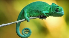 Kako se chameleon mijenja boju?