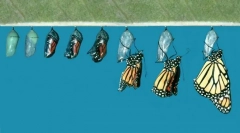 Kako se leptira pojavljuje iz gusjenica?