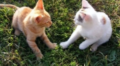 Kako mačka dobiva okolo s mačkom?