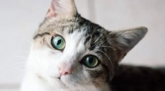 Kako mačka vidi svijet