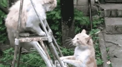 Kako je mačka zaštićena od neprijatelja?