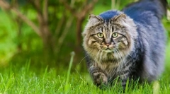 Kako pronaći mačku za budalu?