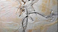 Kao što su pronađeni dinosauri?