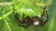 Kako pauk-srebro diše pod vodom?