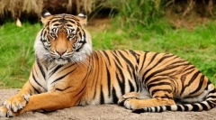 Kako se predatori i biljojedi razlikuju po izgledu?