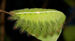 Kako puzavi mucanevoon gusjenica?