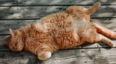 Kako se mačka znoje?