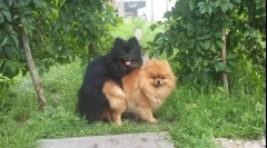 Kako je prvi put pletenje pasa: kako pomoći kućne ljubimce