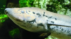 Kako će protostters izgubiti sušu?