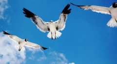 Kao ptice orijentirane u zraku?