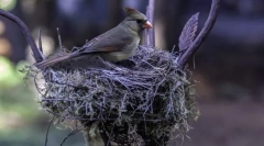 Kao što su ptice grade gnijezda?