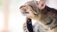 Kako koegzistiraju bugovi i kućni ljubimci?