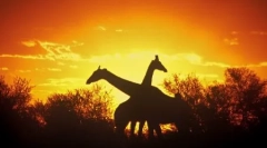 Kako životinje spavaju?