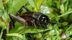 Kako su cvrčci uništavanje: zakoni o oporavku zvuka