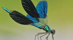 Kako dragonfly vidi?
