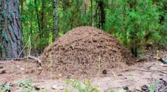 Kako je anthill dogovoren?