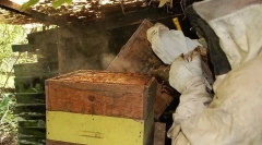 Kako je raspoređena košnica?