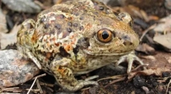 Kako su oči češnjaka raspoređeni?