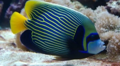 Kako se carevi vode ponašaju u vodi?