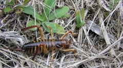 Kako se vjetrovi spašeju od hladnoće?