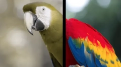 Kako psi vide svijet