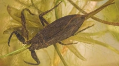 Kako voda scorpion diše pod vodom?