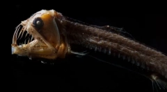 Kako izgledaju najstrašnije morske biće (fotografiju)